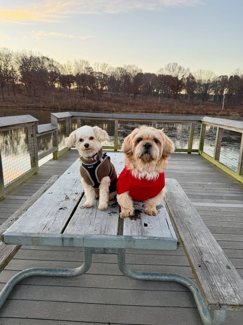 Cooper and Oscar on a picnic table by a lake